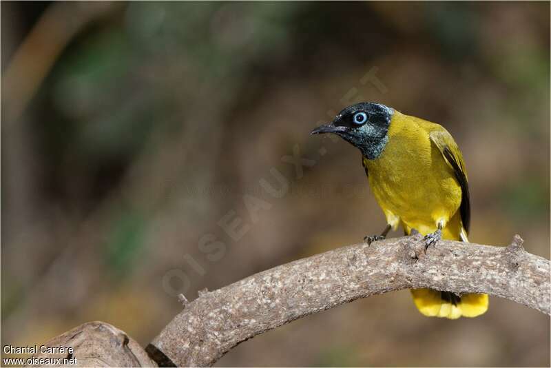 Black-headed Bulbuladult, identification