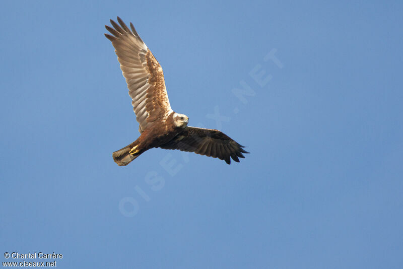 Western Marsh Harrier