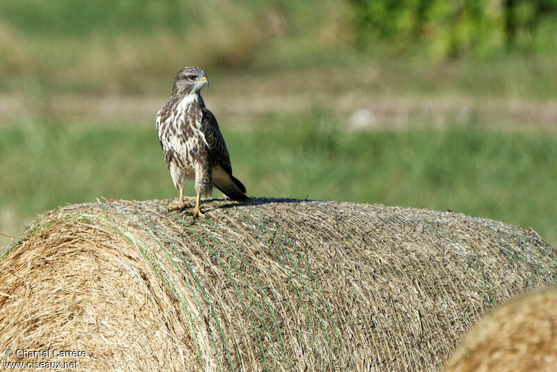 Buse variable