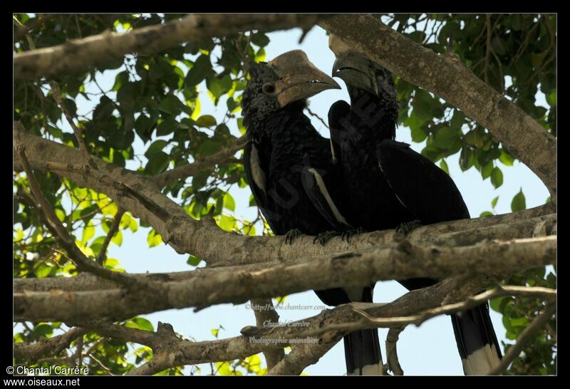 Silvery-cheeked Hornbill