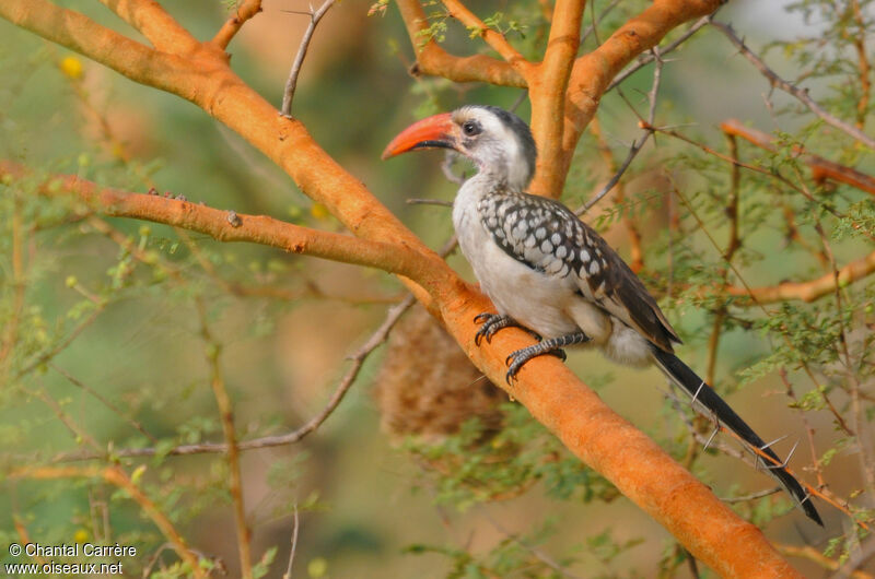 Western Red-billed Hornbill