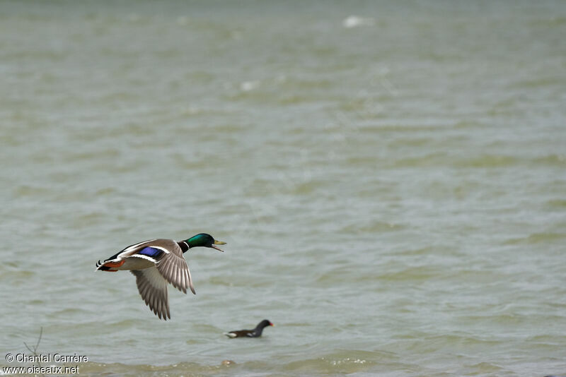 Mallard