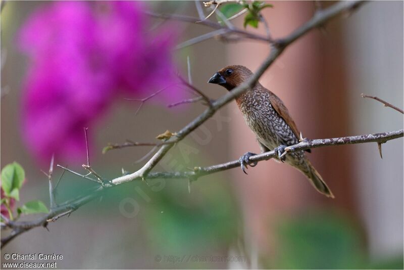 Scaly-breasted Munia