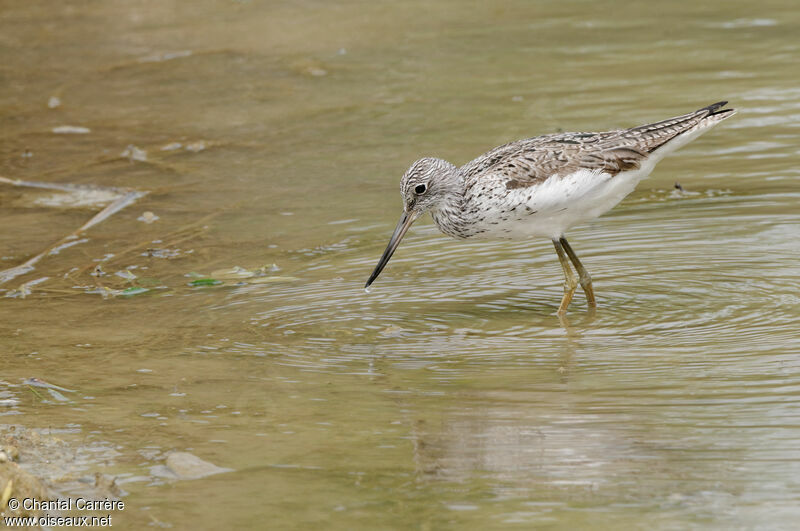 Common Greenshank