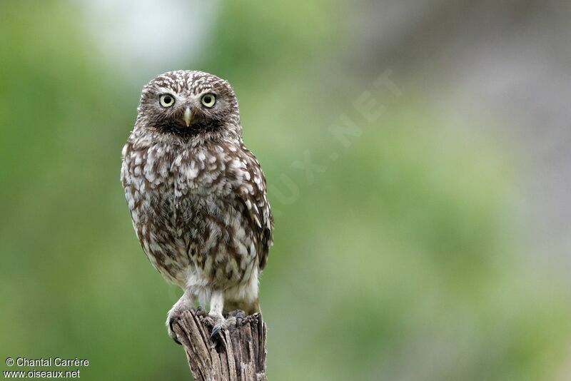 Little Owl