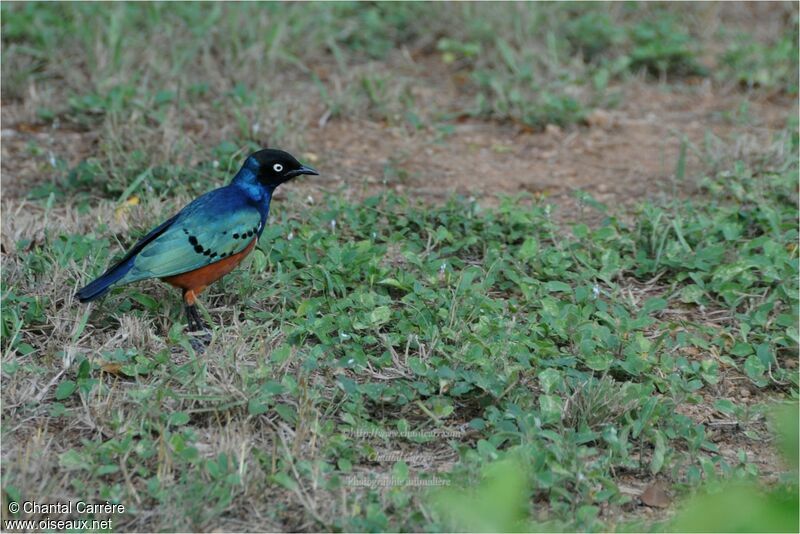 Superb Starling