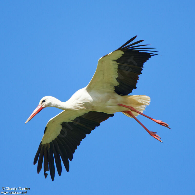 White Stork