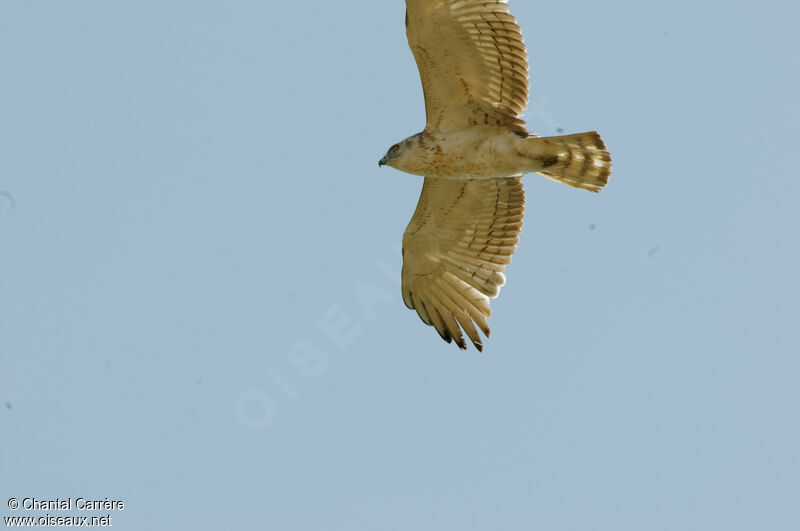 Short-toed Snake Eagle