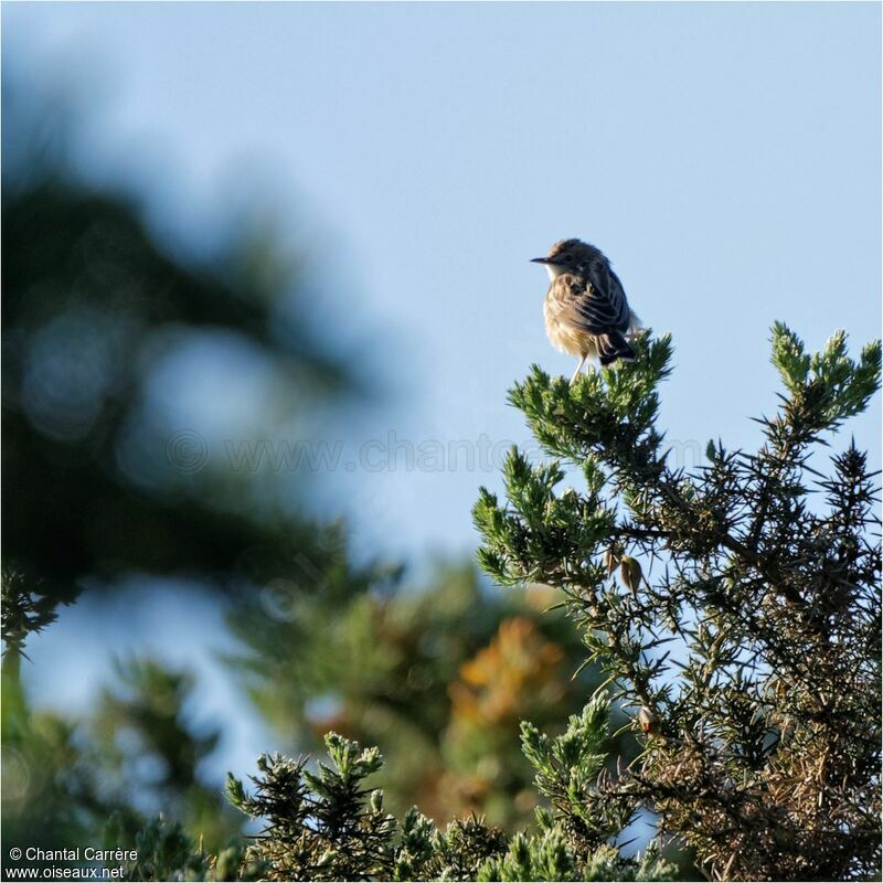 Zitting Cisticola