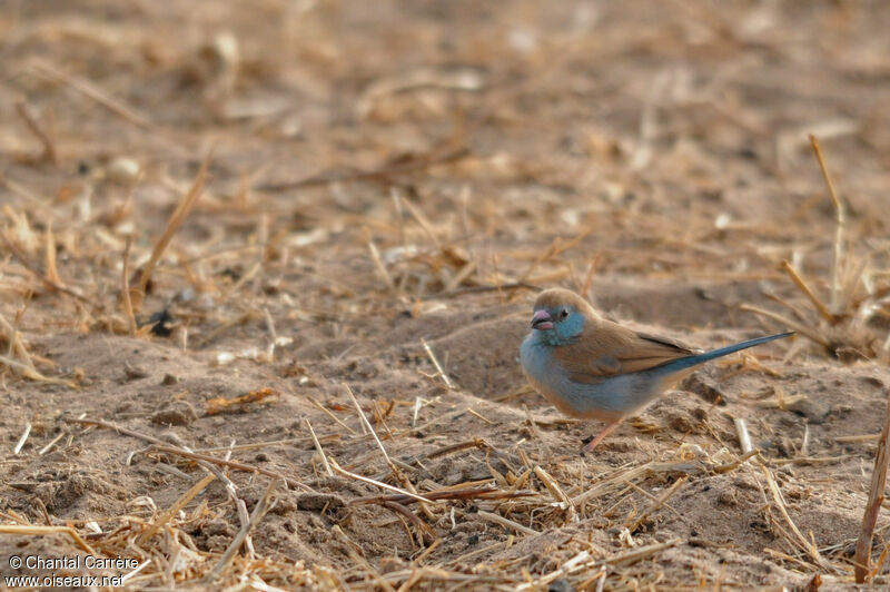 Red-cheeked Cordon-bleu female