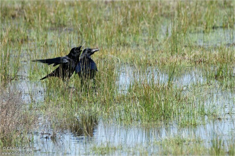 Carrion Crow