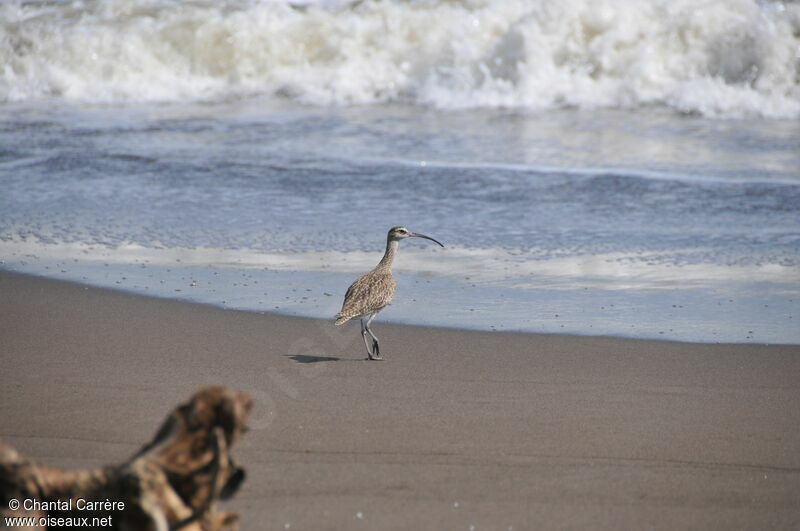 Long-billed Curlew