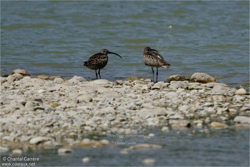 Eurasian Whimbrel