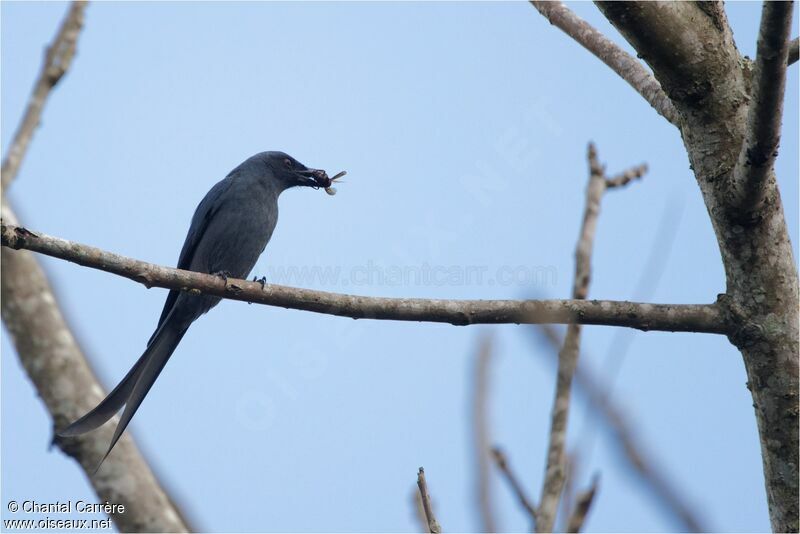 Ashy Drongo