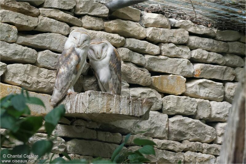 Western Barn Owl