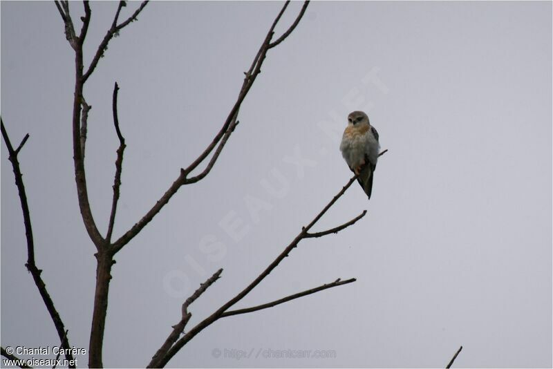 Black-winged Kite