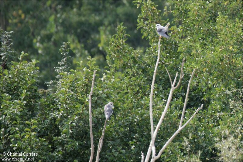 Black-winged Kite