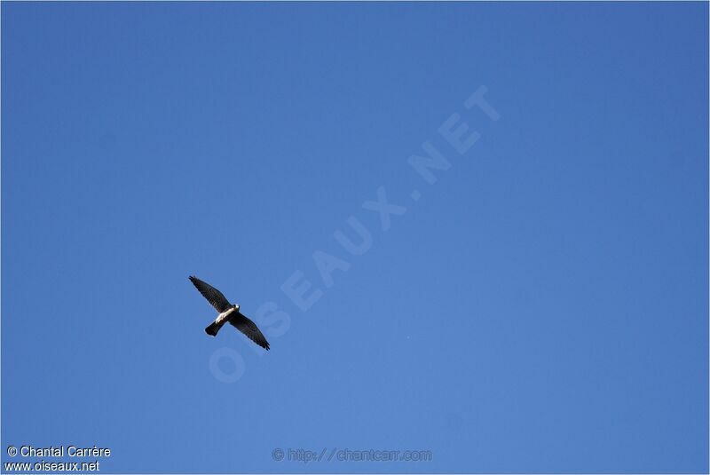 Peregrine Falcon