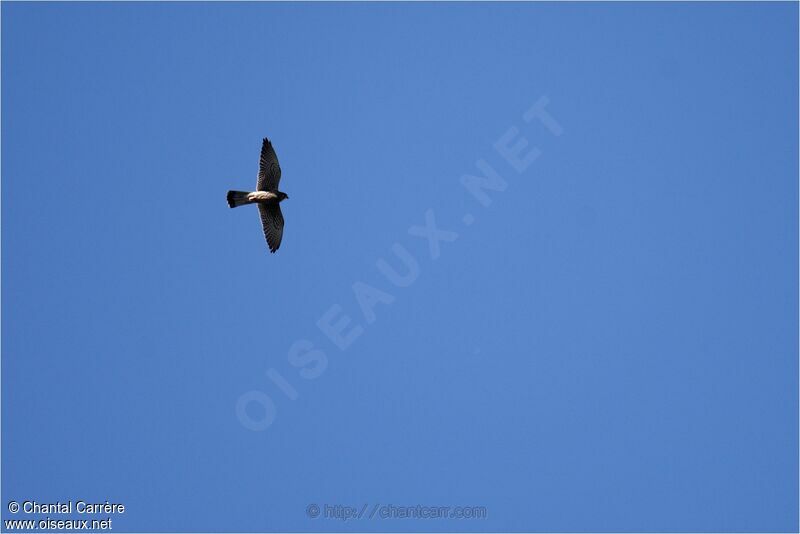 Peregrine Falcon