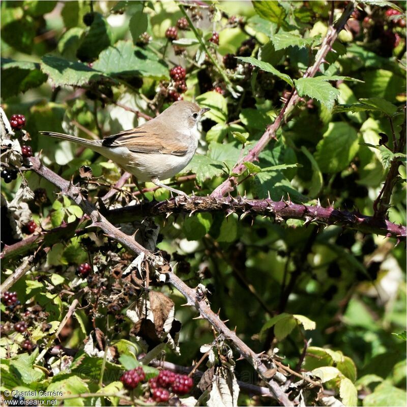 Common Whitethroat