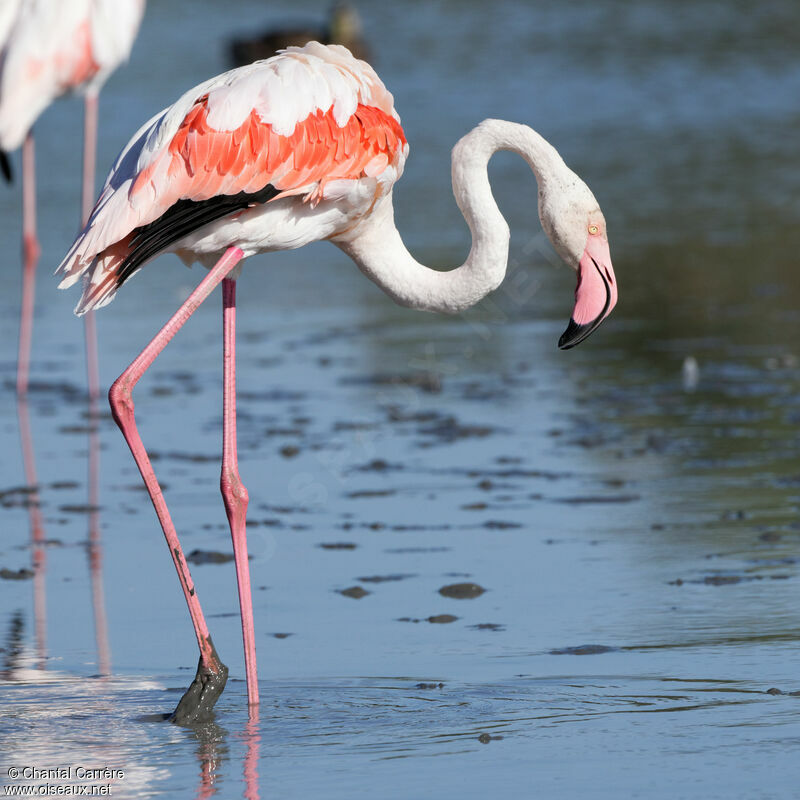 Flamant rose