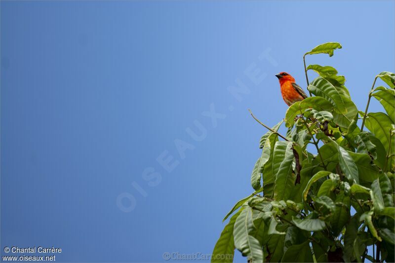 Red Fody male