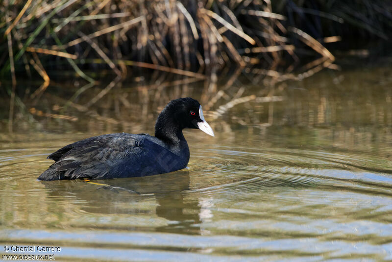 Eurasian Coot