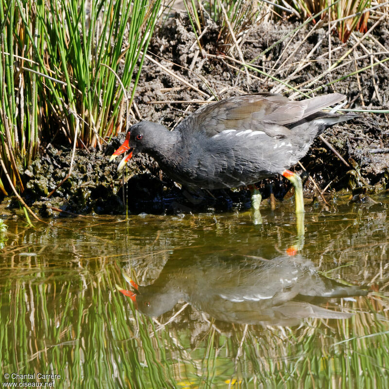 Gallinule poule-d'eau