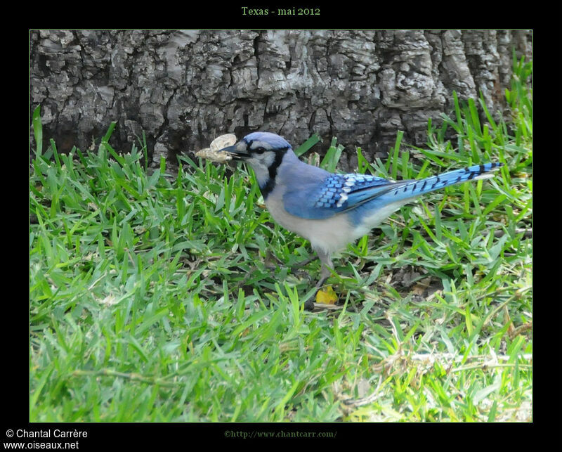 Blue Jay