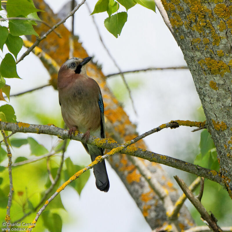 Eurasian Jay