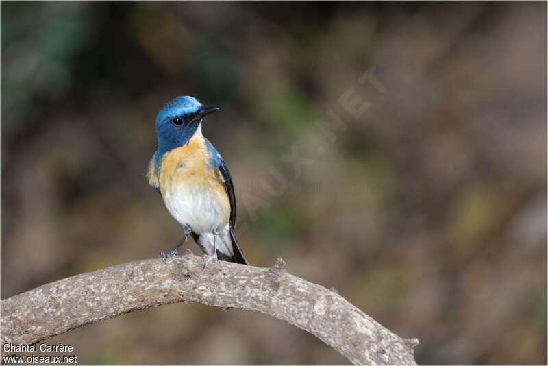 Hill Blue Flycatcher male adult, pigmentation, Behaviour