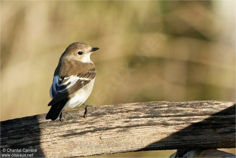 European Pied Flycatcher