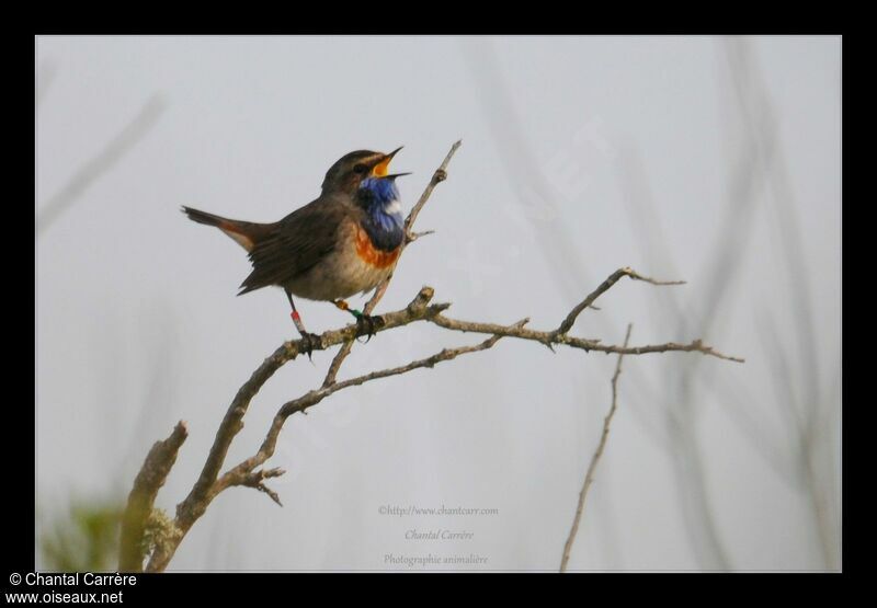 Bluethroat