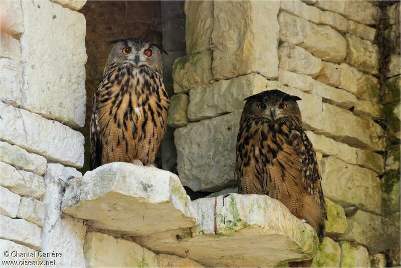 Eurasian Eagle-Owl