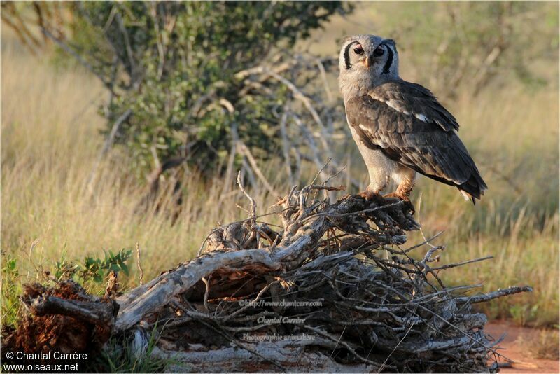 Verreaux's Eagle-Owl