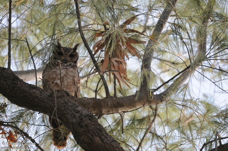 Greyish Eagle-Owl