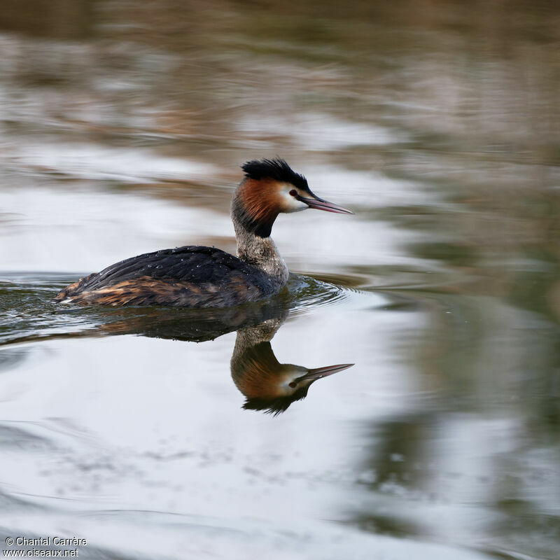 Great Crested Grebe