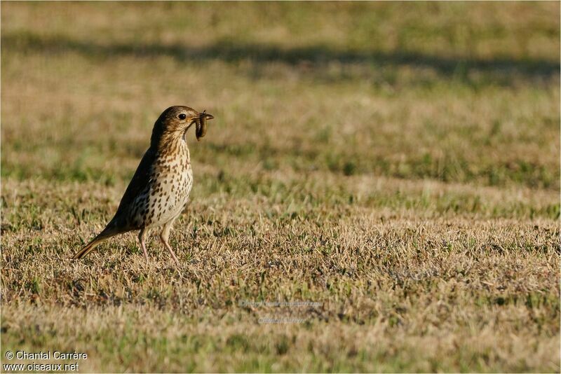 Song Thrush