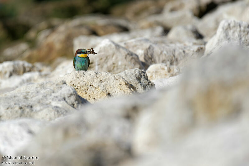 European Bee-eater