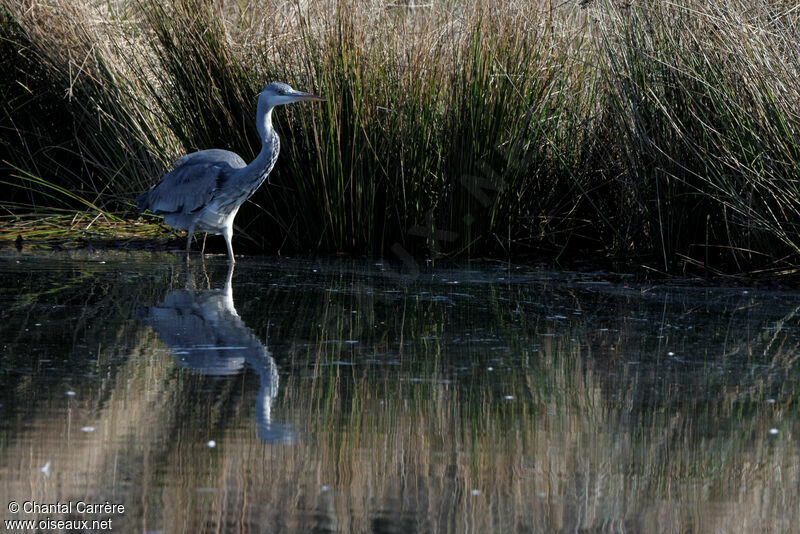 Grey Heron