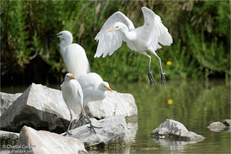 Western Cattle Egret