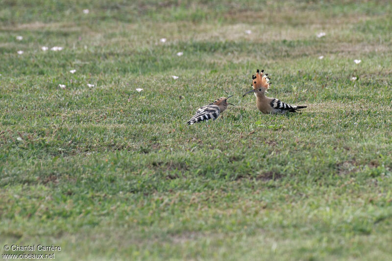 Eurasian Hoopoe