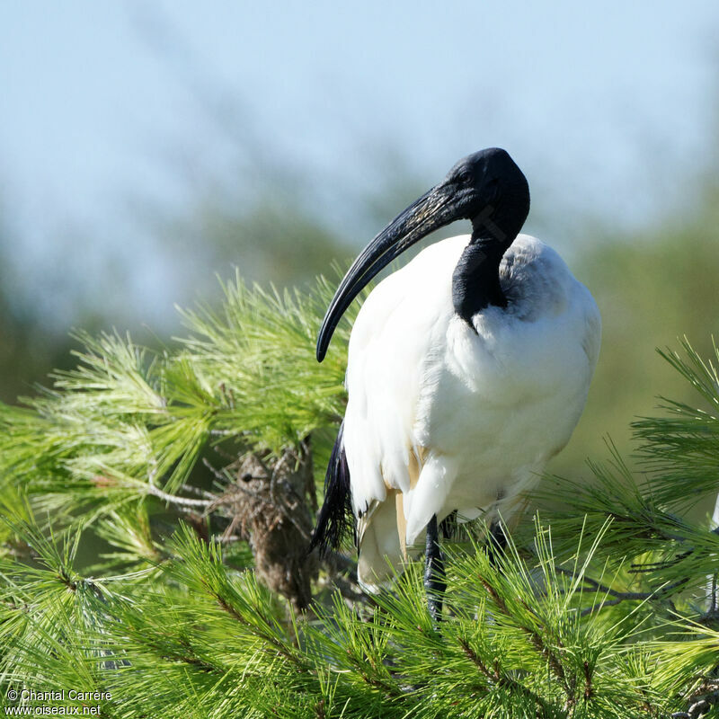 African Sacred Ibis