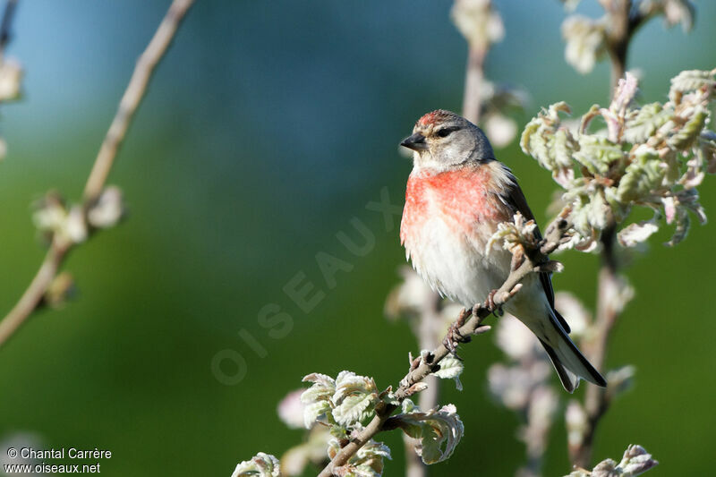 Common Linnet