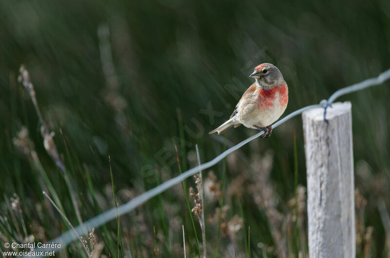 Common Linnet