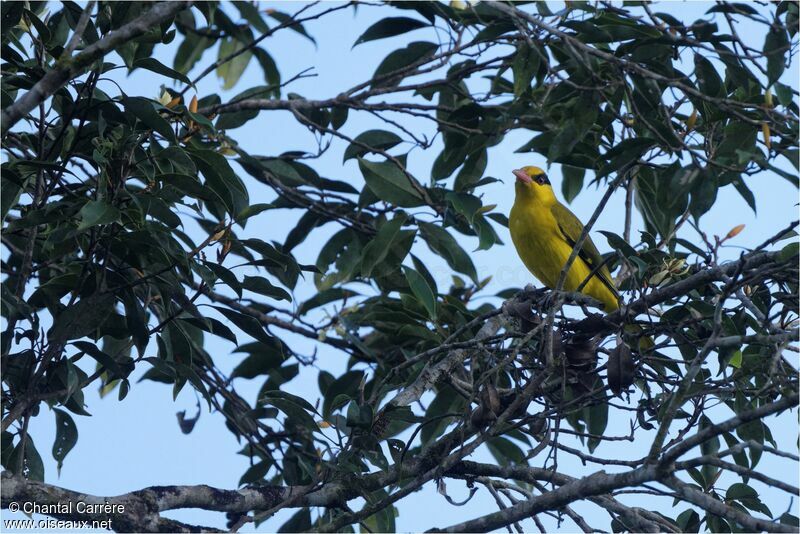 Black-naped Oriole