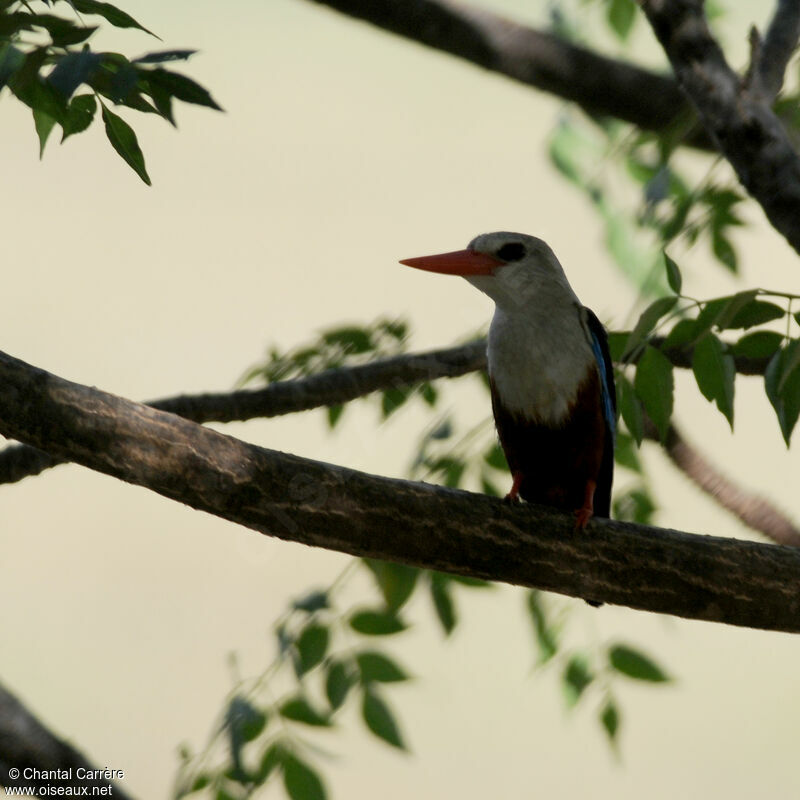 Grey-headed Kingfisher