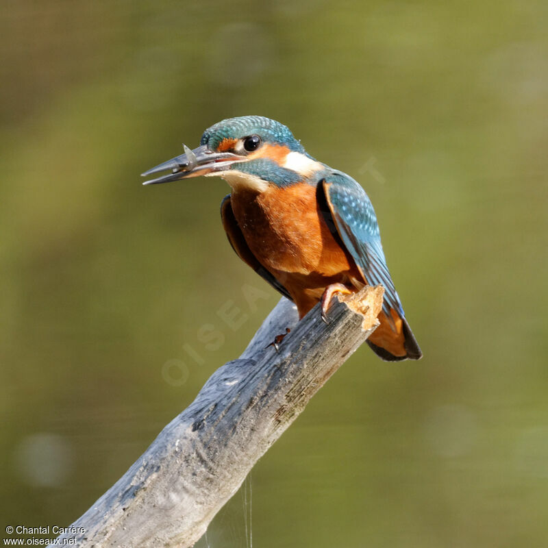 Martin-pêcheur d'Europe