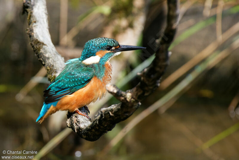 Common Kingfisher