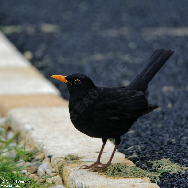 Common Blackbird